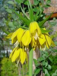 Цибулинки рябчиків імператорських