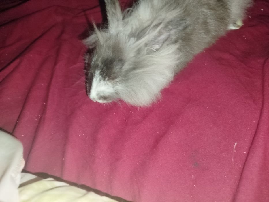 Miniatury króliczków angora