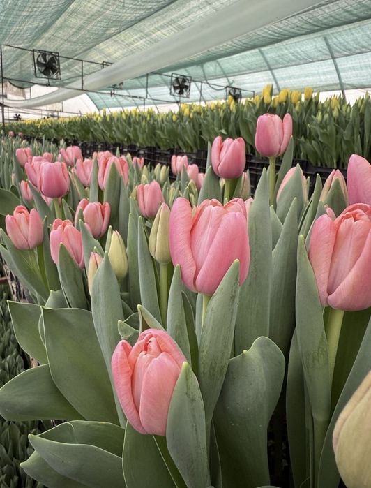 Тюльпани ,оптом,дрібним опт тоом,роздріб . Предзамовлення до  8 березн