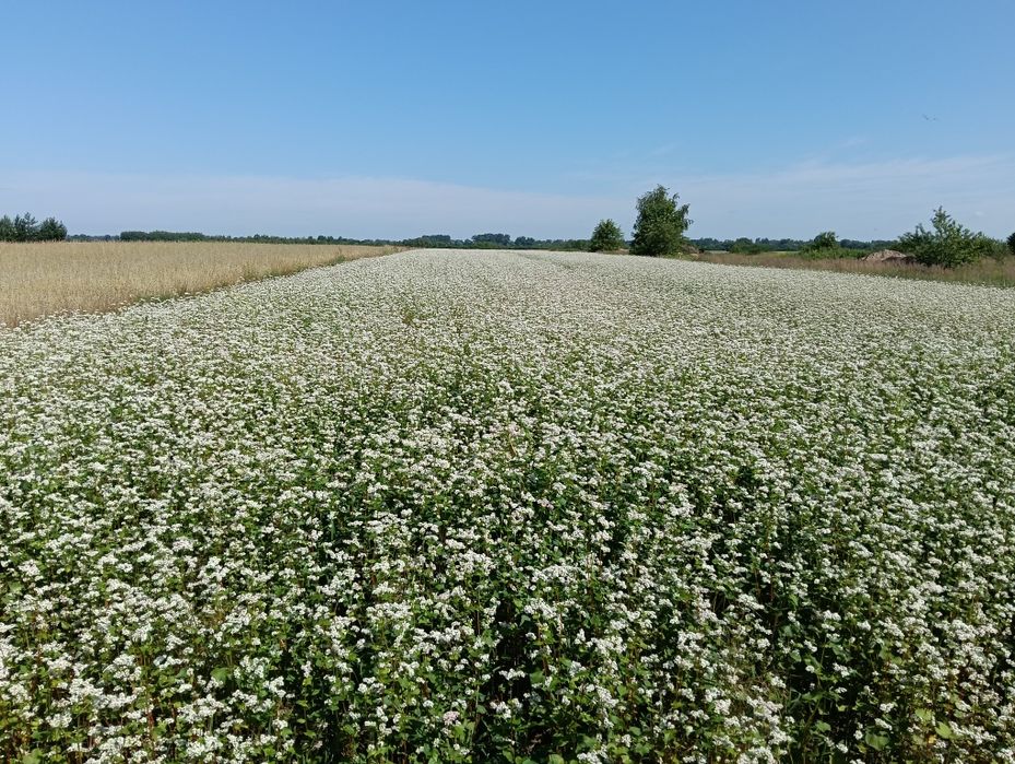 Gryka ekologiczna odmiana Korona