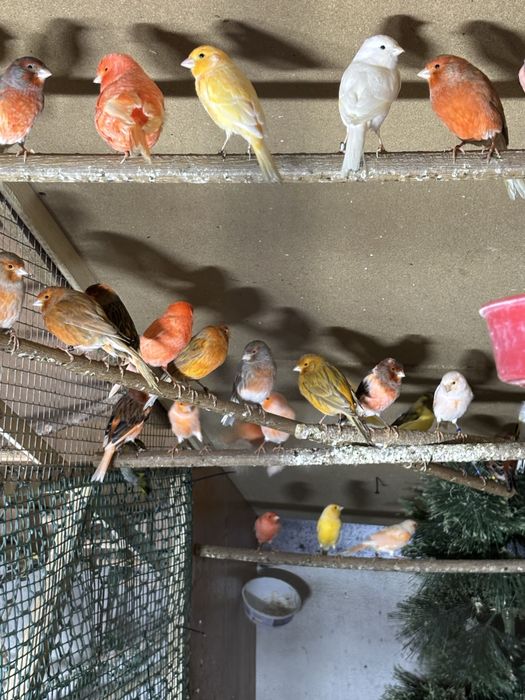 Kanarki samce i samice