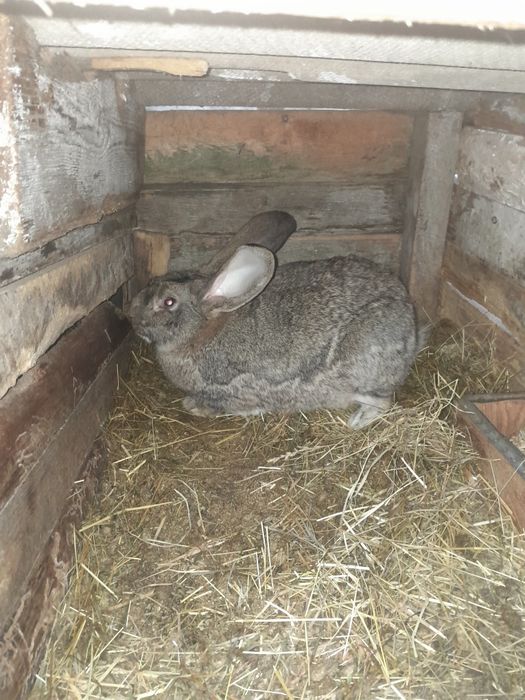 Спарована самка.