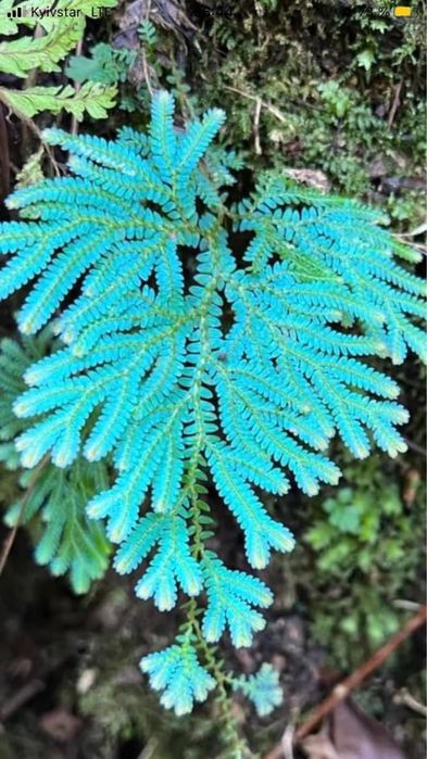 Rainbow Spikemoss (Selaginella uncinata)