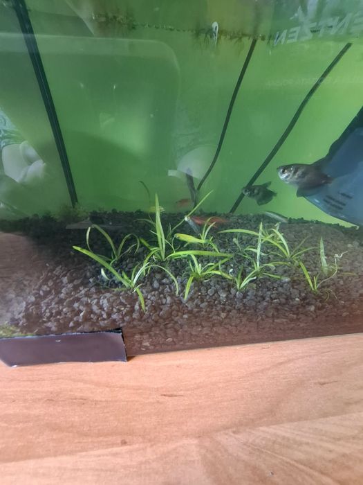 Akwarium z akcesoriami