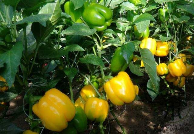 Перец сладкий семена