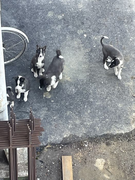 Цуценята 2 місяці