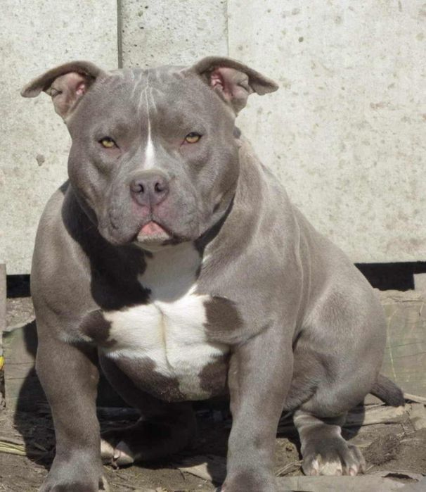 American Bully Pocket