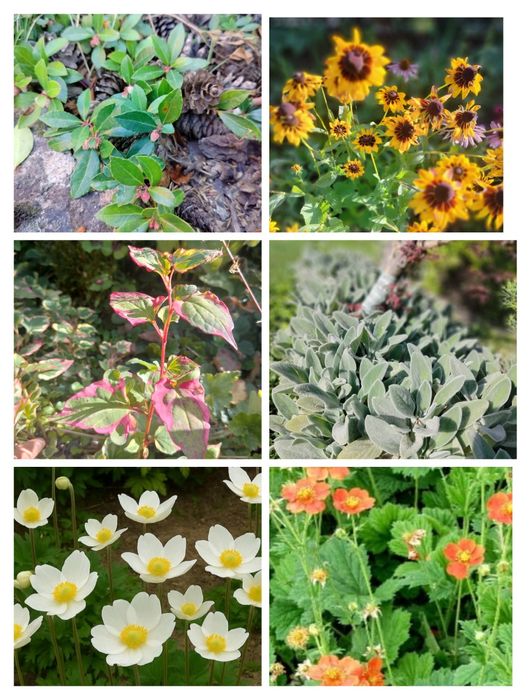 Byliny kuklik zawilec czyściec brunera hutujnia golteria rudbekia