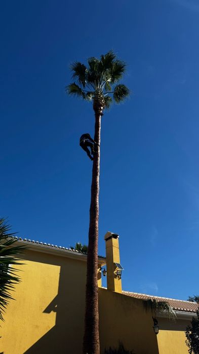 Corte/poda de arvores e desmatação de terrenos