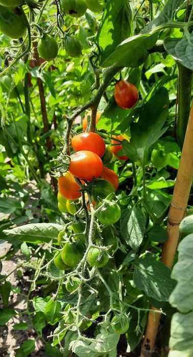 pomidor Dzwonek Czerwony nasiona kolekcjonerskie