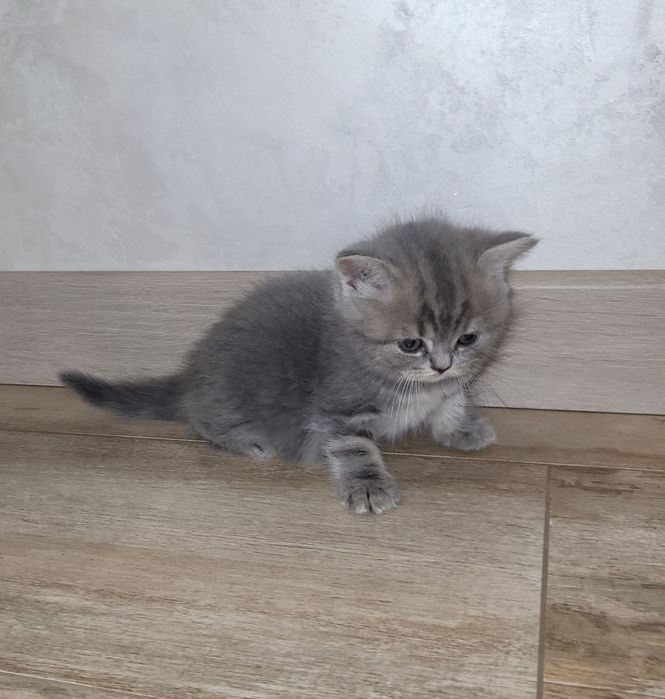 Шотландські чистокровні кошеннята .