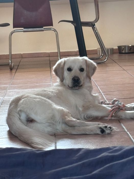 Golden Retriever