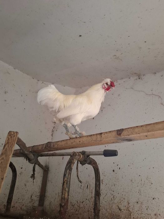 Galos para adopção