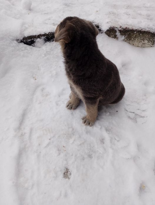 Віддамо ДАРОМ  у "добрі руки",військові