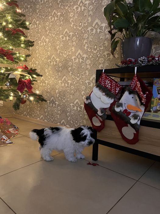 Продаю унікальне цуценя