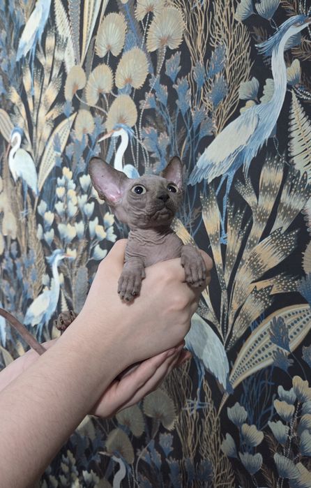 Sfinks Kanadyjski chłopczyk ROMUŚ