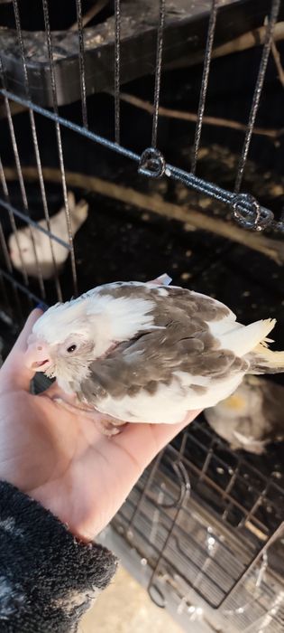 Caturras e ring necks para acabar de criar à mão