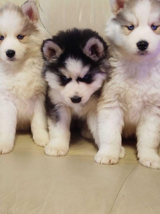 Siberian Husky suczka tel.-5.7.5.3.0.2.0.3.9.