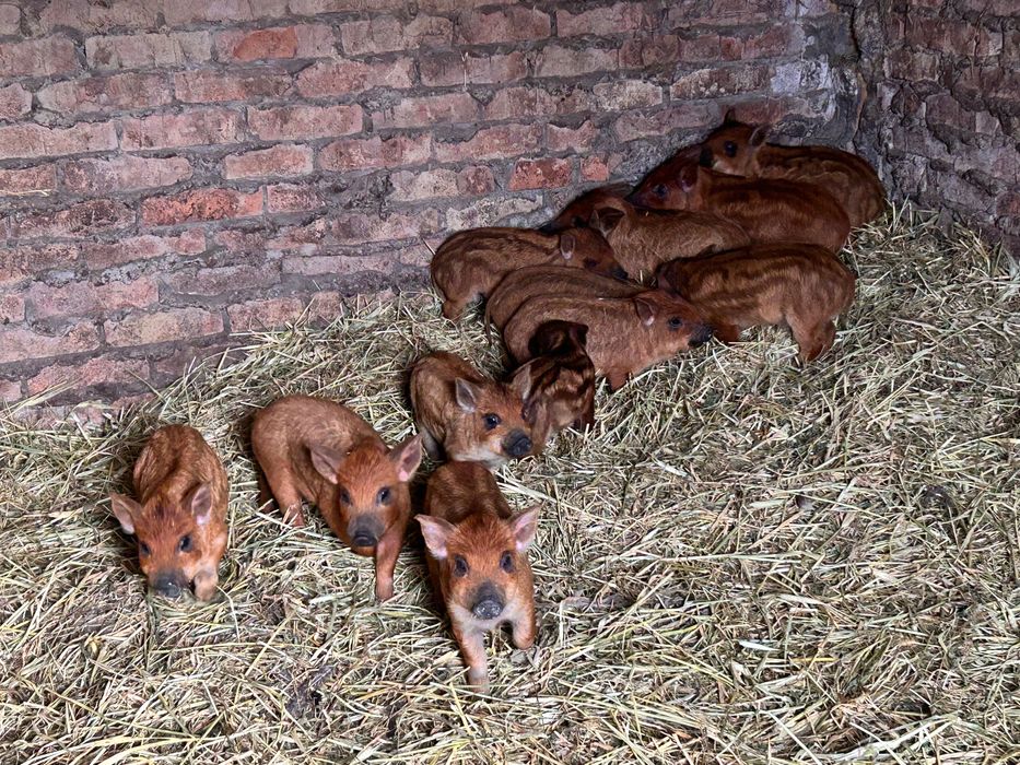 Продам свиней венгерська мангалиця
