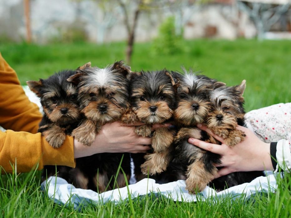 Йоркширський тер’єр – модний друг у мініатюрі