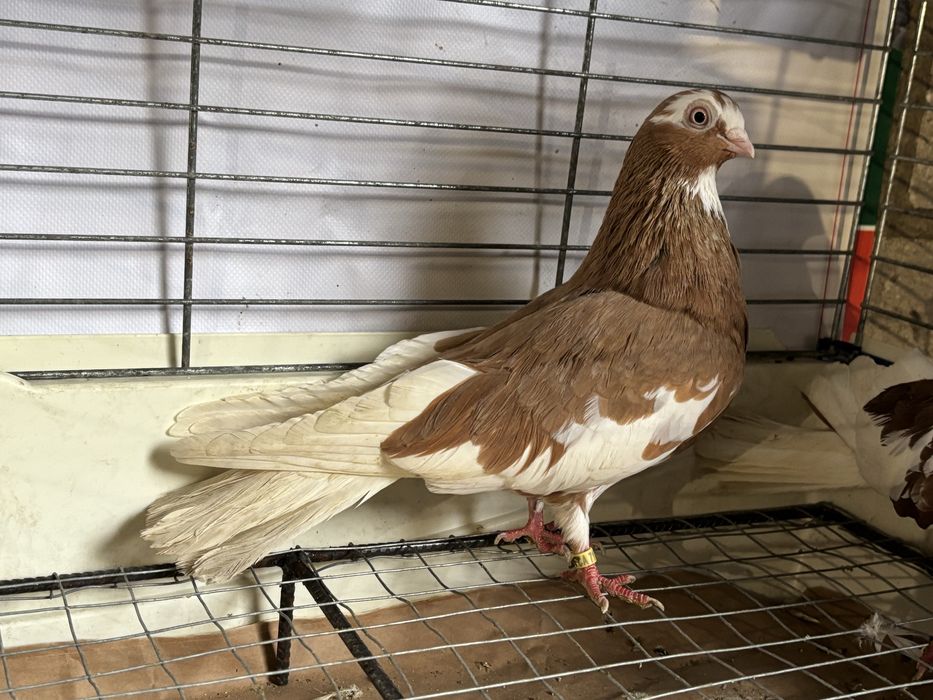 Gołębie zamojskie  blankopy