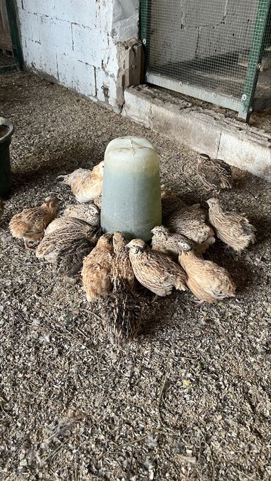 Ovos de codornizes galados