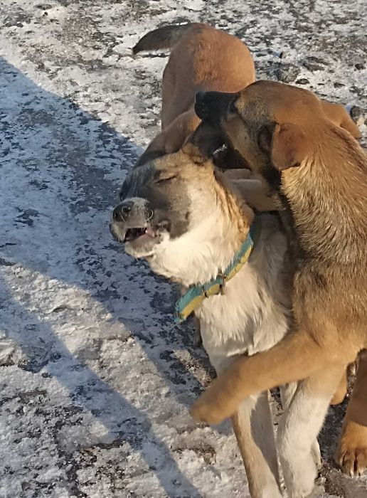 Щенок 4 мес девочка.