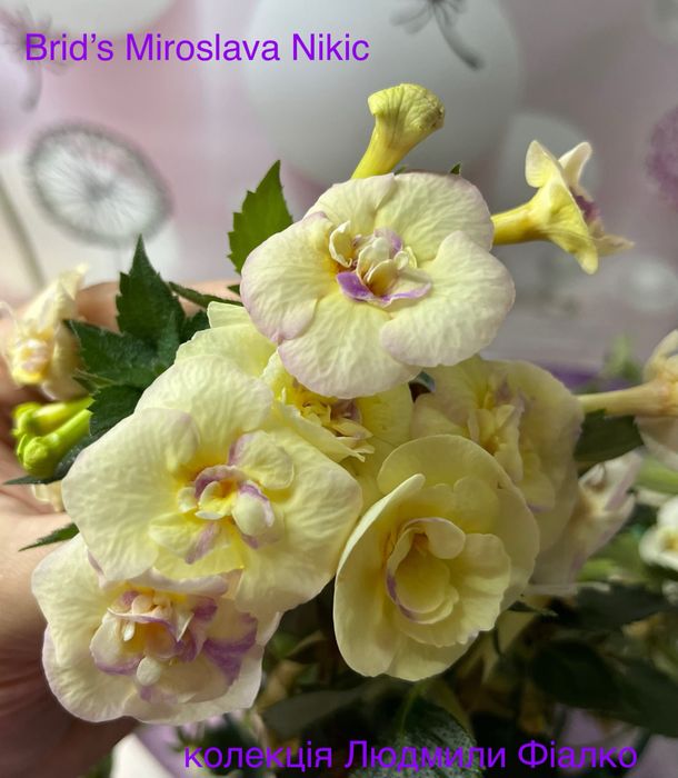 Різоми ахіменесів!