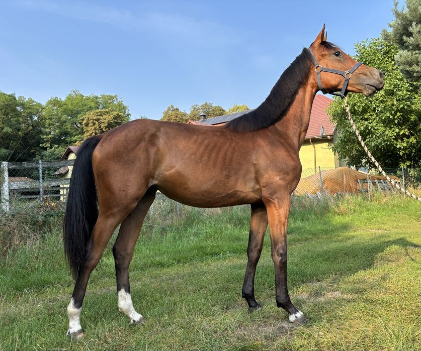 Roczna klacz po Quannan Rouge