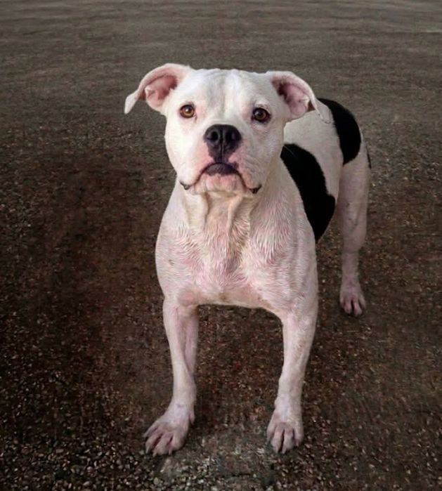 Menina buldogue X Pitbull para adoção responsável