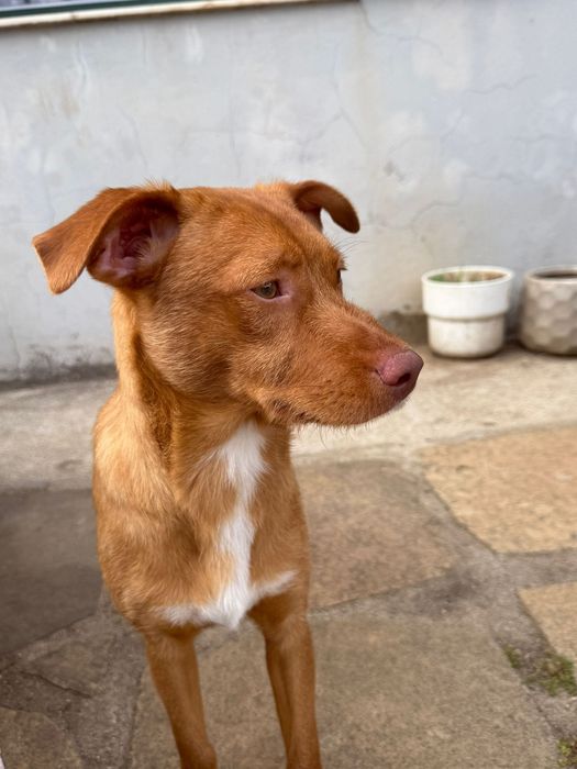 Cão de 6 meses para adoção