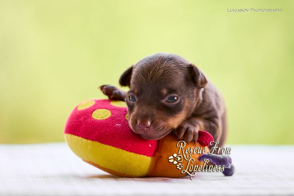 Тойчик ! Шикарный щенок!