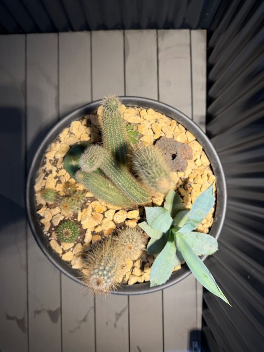 Vaso com cactos naturais