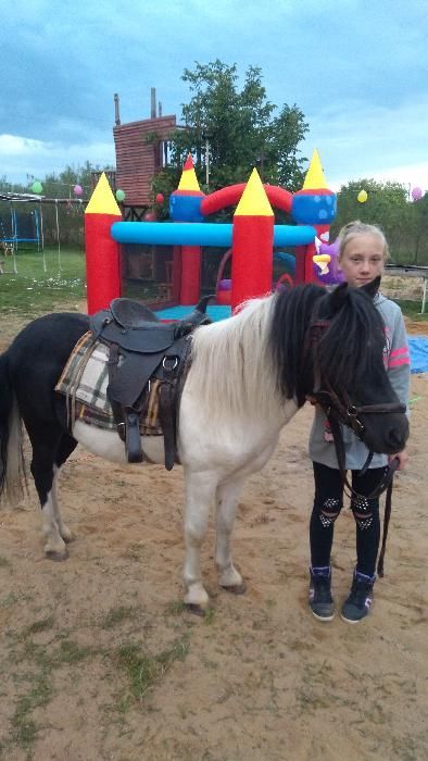 Kucyk, kucyki na komunię, urodziny dziecka, festyny, imprezy okolicz,