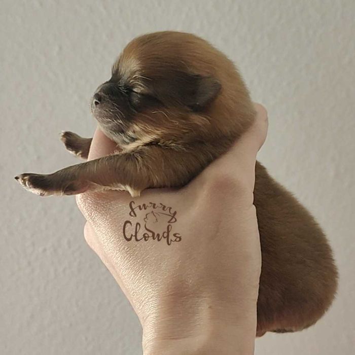 Pomeranian/Szpic miniaturowy ZKwP/FCI suczka