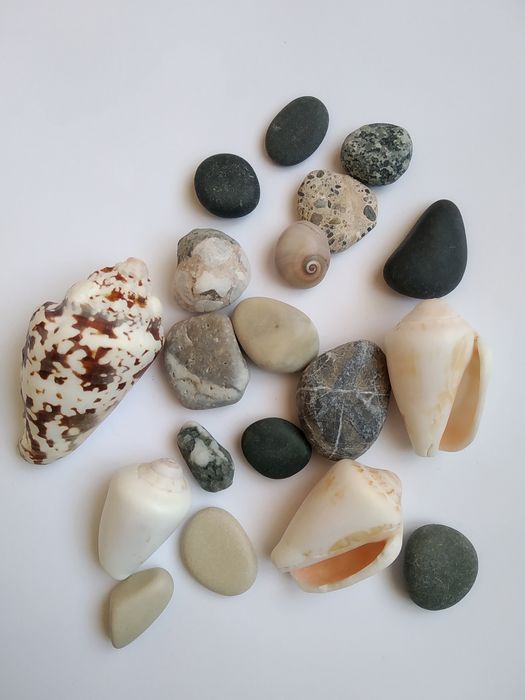 Мушлі з Кіпра/ перешлю