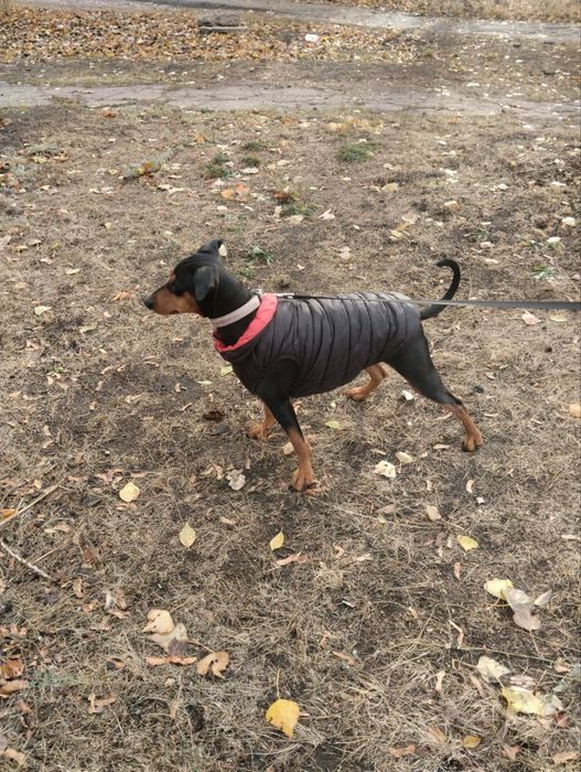 Девочка немецкого пинчера