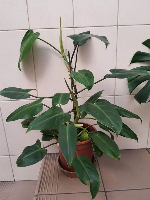 Plantas de interior