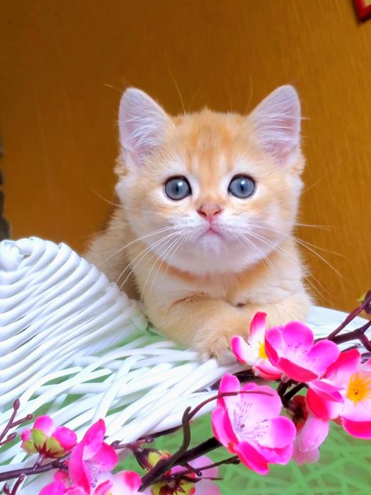 Малышечка ждет маму) Нежные котята золотая шиншилла.