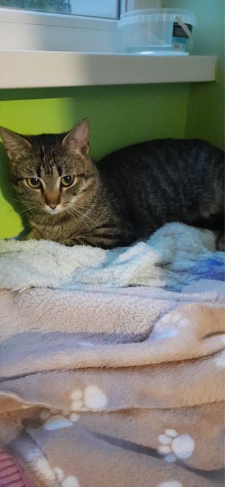 Віддамо котиків у турботливі руки