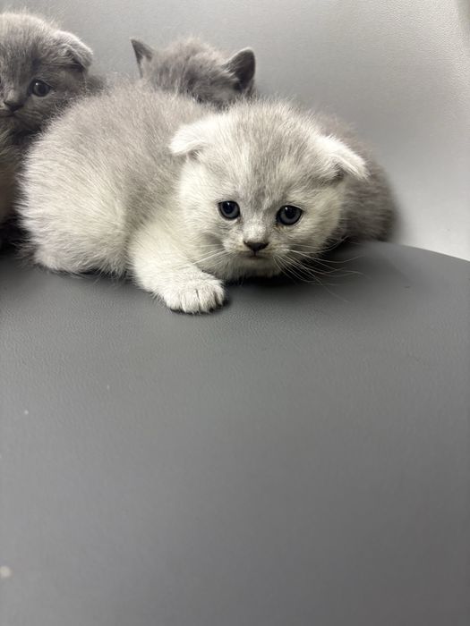 Котики    британці