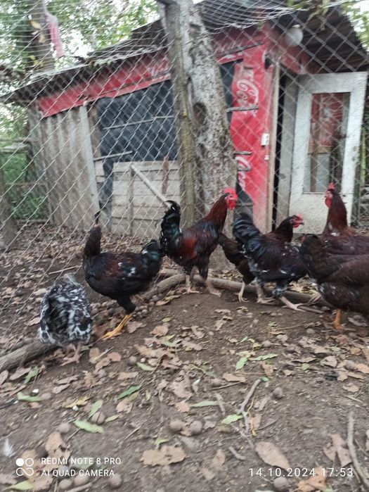 Півні Лівенська ситцева