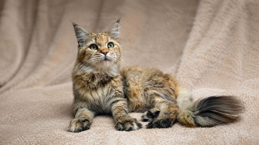 Astrid kotka Maine coon do adopcji