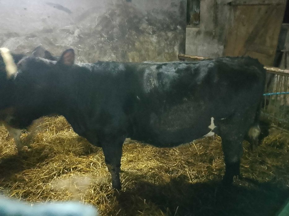 Jałówka wysokocielna