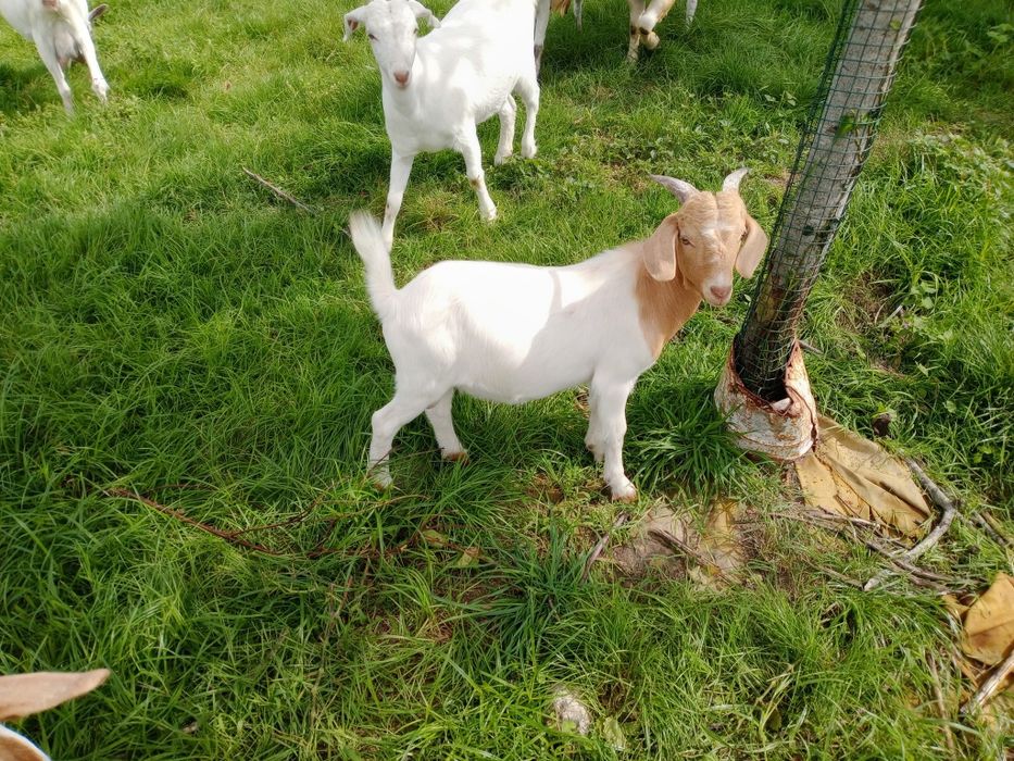 Cabrito cruzado Boer.