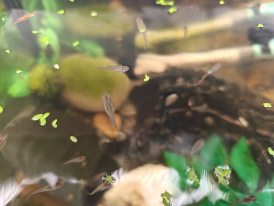 Guppies variedade despachar