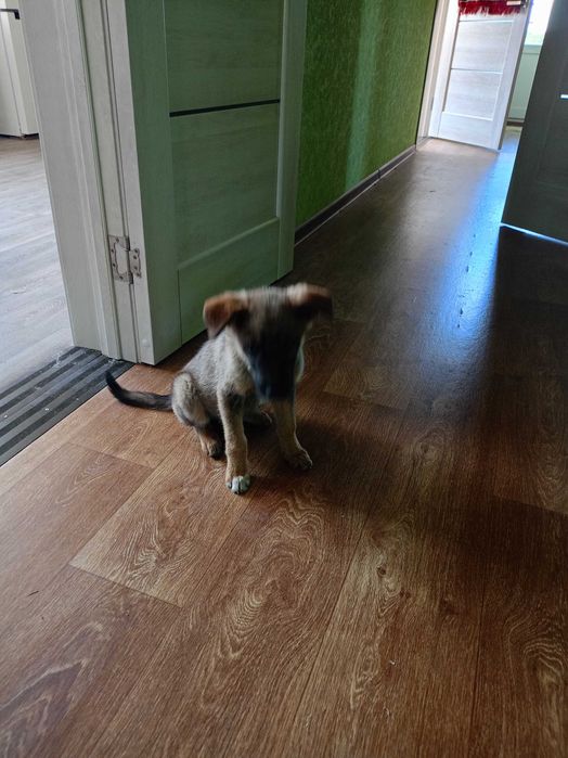 Віддам собачку,хлопчик,три місяці,прививка зроблена,дам корму на рік