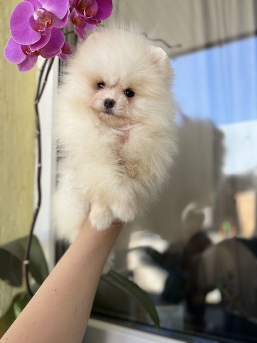 Померанець