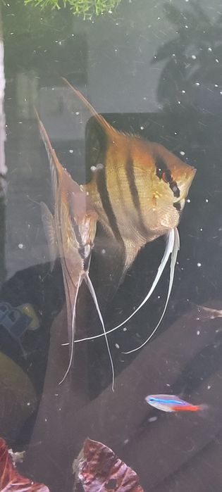 Sprzedam skalary manacapuru