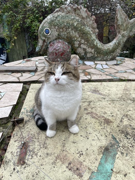 Кошечка отдаем в добрые руки